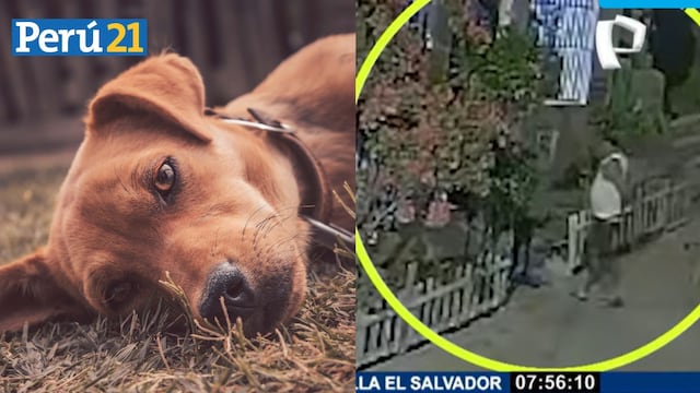 Villa El Salvador: Hombre acuchilla hasta la muerte a perrito que mordió a su nieto [VIDEO]