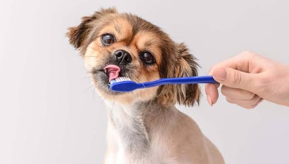 TENER EN CUENTA. La pasta dental para perros no se debe usar para gatos.