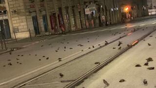 Cientos de aves murieron por los fuegos artificiales en Roma, Italia [VIDEO]