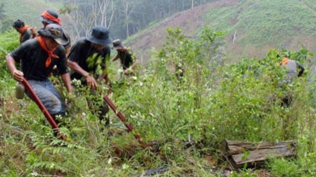 Cultivos de coca en Perú crecieron 5%