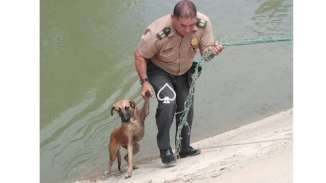 Piura: Policía rescató a perro atrapado en peligrosa acequia [VIDEO]