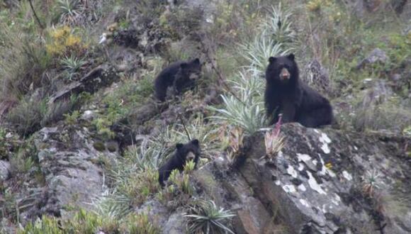 Avistan a una familia de osos de anteojos. (Foto: Sernanp)