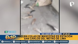 ¡HORROR! Encuentran colas de mascotas en el ingreso  de la estación San Carlos (VIDEO)