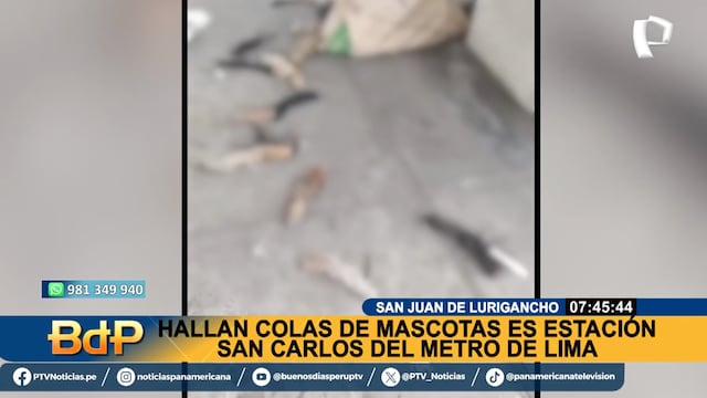 ¡HORROR! Encuentran colas de mascotas en el ingreso  de la estación San Carlos (VIDEO)
