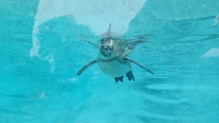 Parque de Las Leyendas cuenta con la primera exhibición subacuática de pingüinos de Humboldt | FOTOS