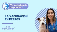 La vacunación en perros