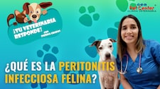¿Qué es la peritonitis infecciosa felina?