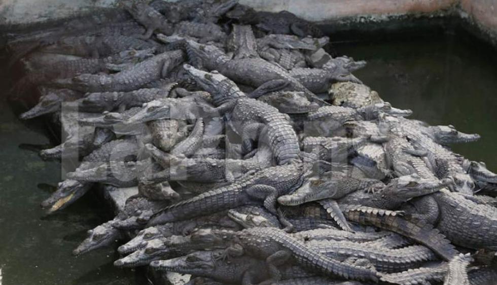 9,000 cocodrilos están sin comer por 40 días y están muriendo poco a poco(La Prensa)