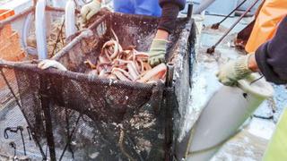 Devolvieron al mar 11 mil ejemplares de anguila viva extraída ilegalmente