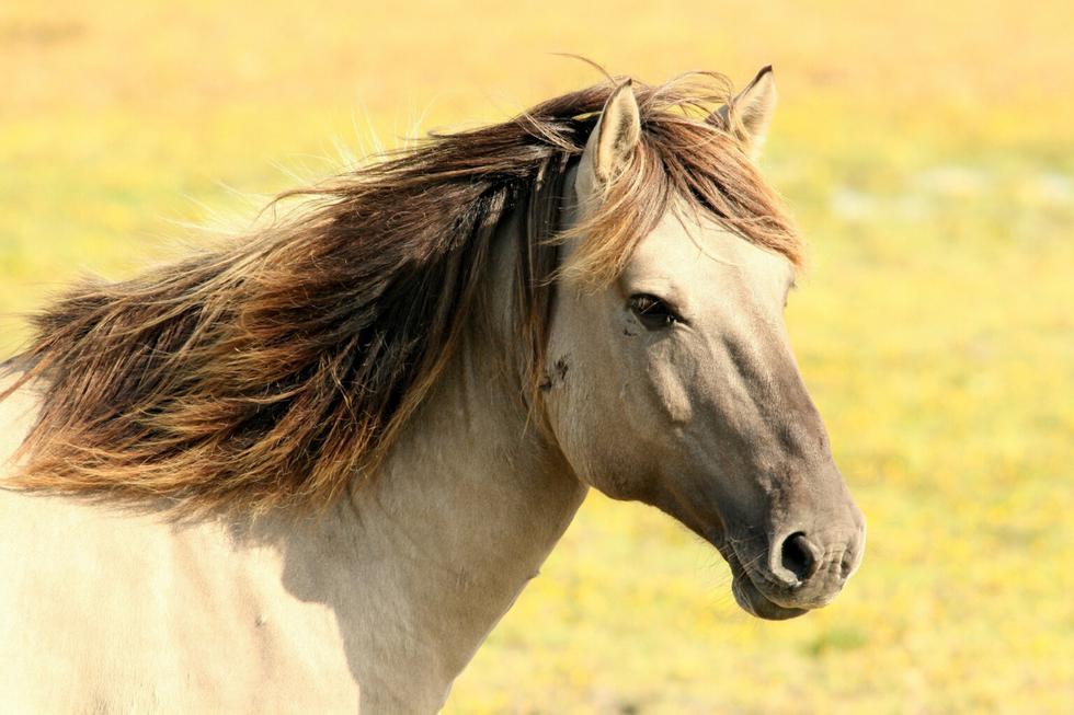 Un caballo arriesgó su vida para poner a buen recaudo a otros equinos de un incendio. (Foto: Pixabay/Referencial)