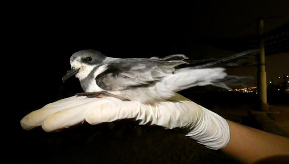 En el Día Mundial de las Aves Migratorias inician campaña para reducir el uso de luz artificial en las noches. (Foto: Andina)