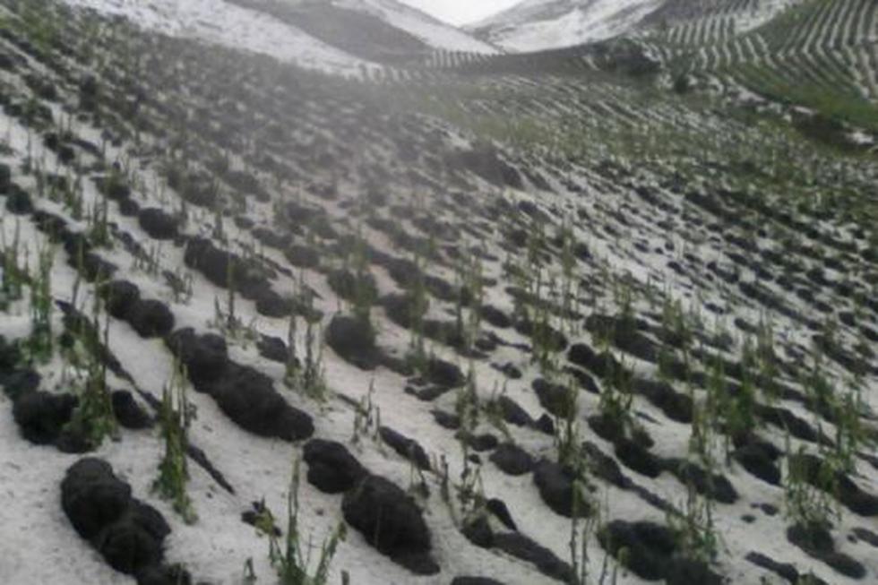 Pasco: Granizo dañó 68 mil hectáreas de cultivos de papa de Paucartambo. (Andina)
