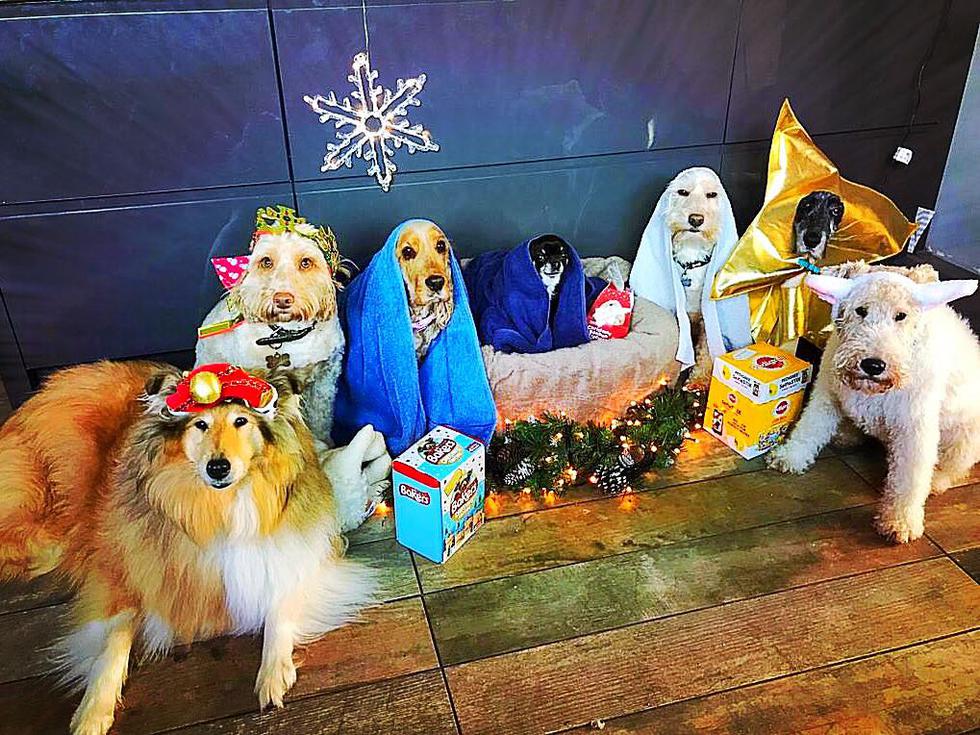 Este nacimiento protagonizado por perritos es lo más tierno que verás esta Navidad