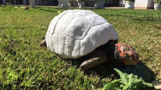 YouTube: Esta tortuga casi muere, pero sobrevivió gracias al primer caparazón impreso en 3D [Fotos y Video]