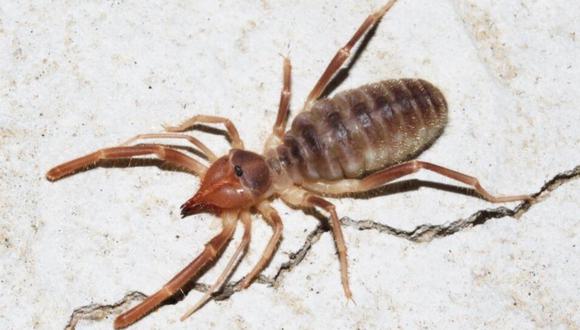 Una criatura mitad araña y mitad escorpión suena como algo sacado de una película de terror pero tal híbrido existe en el mundo real. (Foto: @JerryHinnen en Twitter)