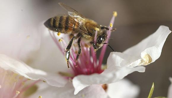 Las abejas tienen un comportamiento parecido a la especie humana. (Reuters)