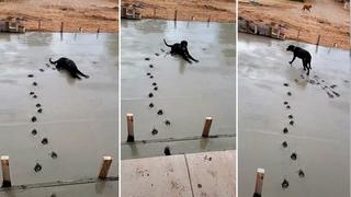 Travieso perro se acuesta en el cemento fresco y arruina trabajo de albañil