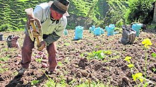 Midagri: Estado comprará como mínimo 30% de alimentos que producen pequeños agricultores