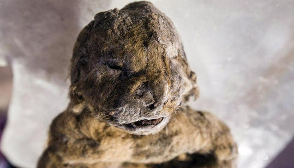 Encuentran intactos los restos de dos leones bebe congelados de hace 12,000 años en Siberia. (siberiantimes.com)