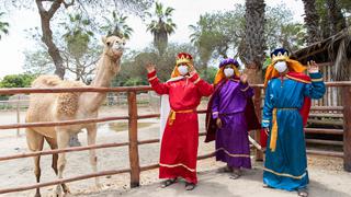 Bajada de Reyes: El Parque de las Leyendas invita a conocer a los dromedarios de los reyes magos [FOTOS]