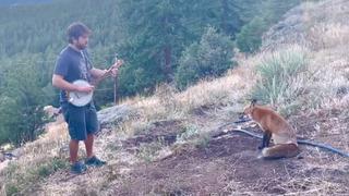 Músico ofrece serenata de banjo para un zorro en los bosques de Colorado