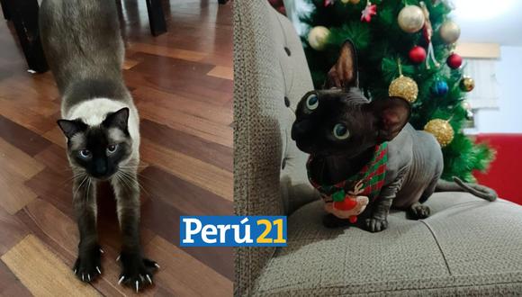 Hoy se celebra el Día del Gato. (Foto: Composición Perú21)