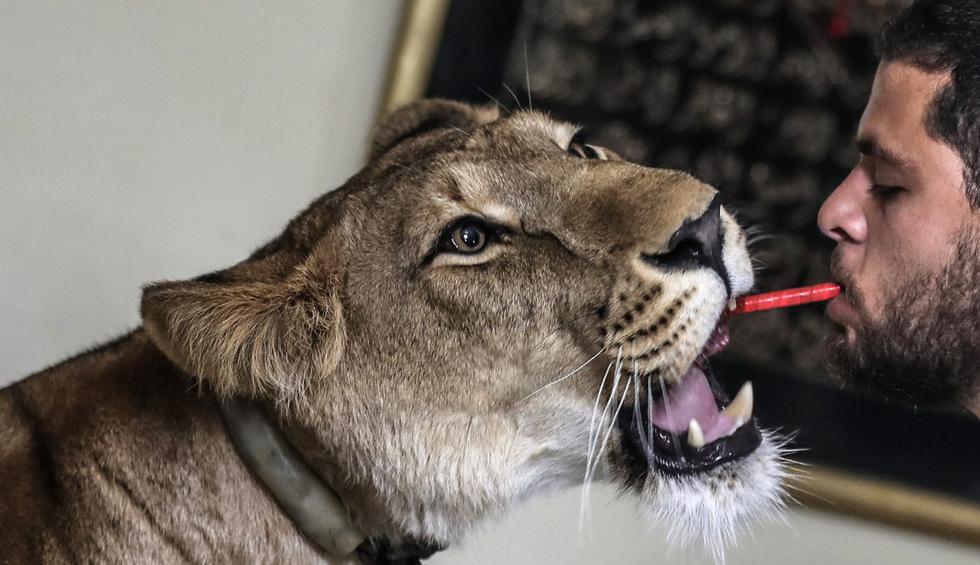 Coronavirus en Egipto: Domadores de leones ofrecen espectáculos desde el  salón de su casa en El Cairo [FOTOS y VIDEO] NNDC | MUNDO | PERU21