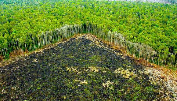 Según datos del proyecto Prevenir de USAID, solo en Madre de Dios la minería ha ocasionado la pérdida de 100,00 hectáreas de bosques en los últimos 30 años.