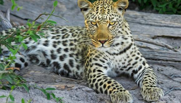 India: un leopardo se roba a un niño y su madre lo persigue hasta rescatarlo. (Foto: Referencial / Pixabay)
