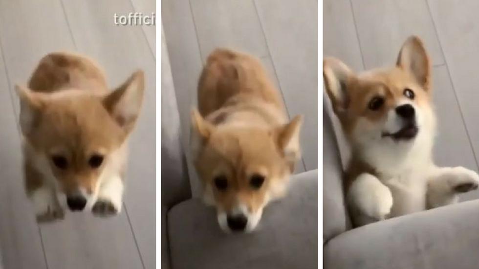 Un perro de raza corgi protagonizó un viral que muchos lamentaron. (Instagram)