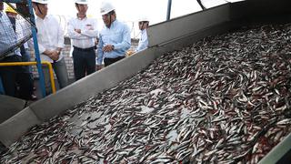 Produce extiende por 10 días más la suspensión de pesca de anchoveta