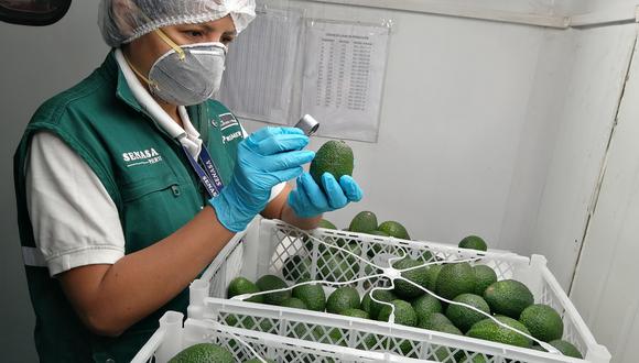 Corea del Sur abre su mercado a productores peruanos para exportar palta Hass