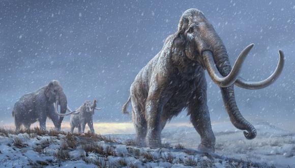 Un equipo internacional de investigadores de la Universidad de Adelaida y la Universidad de Copenhague, revelaron un 'camino' de 20.000 años hacia la extinción del mamut lanudo. (Foto: Beth Zaiken/Centre for Palaeogenetics / AFP)