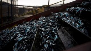 Ministerio de Producción dice que ya no se pescará anchoveta