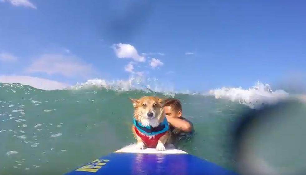 El can, con ayuda de quien sería su dueño, logra pararse firmemente sobre la tabla de surf. (YouTube: Viralhog)