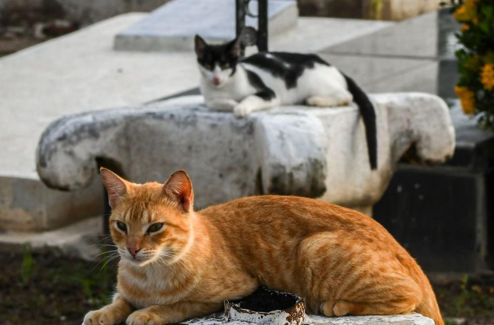 Gatos cuidan el cementerio de un pueblo que inspiró a Gabriel García Márquez. (AFP)