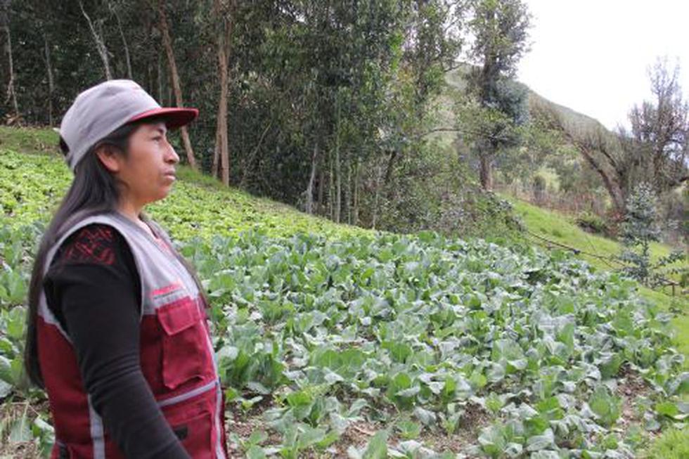 Estas mujeres han cambio sus vidas con con Haku Wiñay (en la sierra) y Noa Jayatai (en la selva), proyecto de desarrollo de capacidades productivas y emprendimientos rurales. (Foto: Andina)