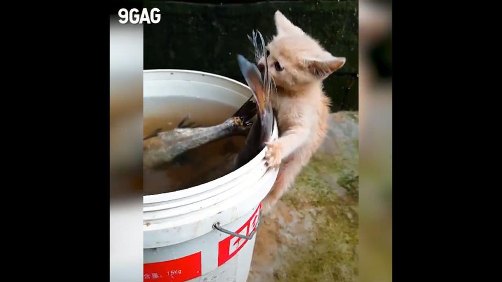 Este gato quería sacar un pescado que reposaba en un balde. (Facebook)