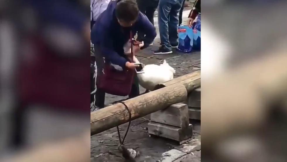 Hecho se registró en la ciudad suiza de Lucerna y se viralizó a través de YouTube. Turista agarró al cisne del cuello tras una fotografía fallida.