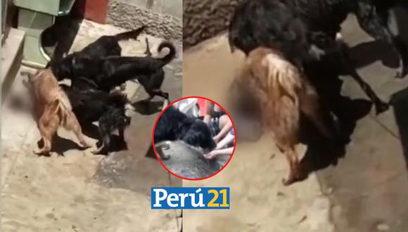 Testigo grabó el preciso momento en el que los canes de la mujer atacan a uno de los animales amordazados.