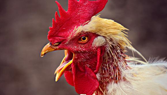 Gallo mató a picotazos a una anciana cuando ella recogía huevos en el gallinero. (Pixabay)<br>
