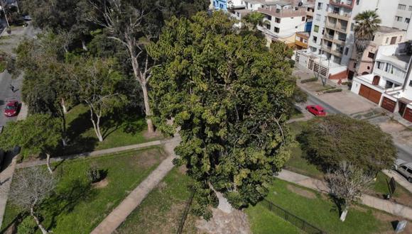 El “Ombú” puede alcanzar más de 30 metros de altura, con hojas gruesas, brillantes y cerosas, estado en el cual se debe conservar. (Foto: Municipalidad de Pueblo Libre)