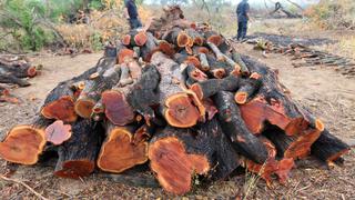 Ucayali: Gobierno regional autorizó tala ilegal de especies amenazadas