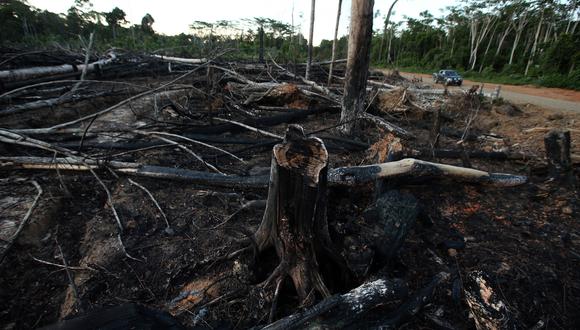 A Estados Unidos le preocupa que no haya independencia en la lucha contra la tala ilegal en el Perú. (Foto: GEC)