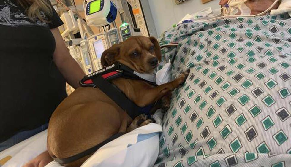 "Benny", el perro que se negó a abandonar a su dueño en sus últimos momentos de vida. La historia es viral en Facebook. (Alexis Nazarino)