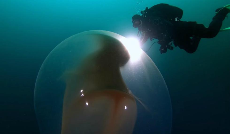 Se viralizó en YouTube el hallazgo de unos buzoz: una bolsa gelatinosa gigante que protege los huevos de un calamar. (Foto: Captura)