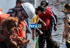 Rescatan a cientos de mascotas de las inundaciones en el Sur de Brasil | VIDEOS