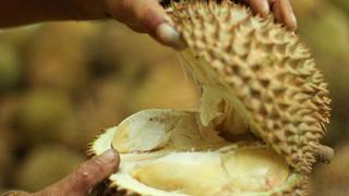 El Durián: Todo sobre la fruta más apestosa del mundo