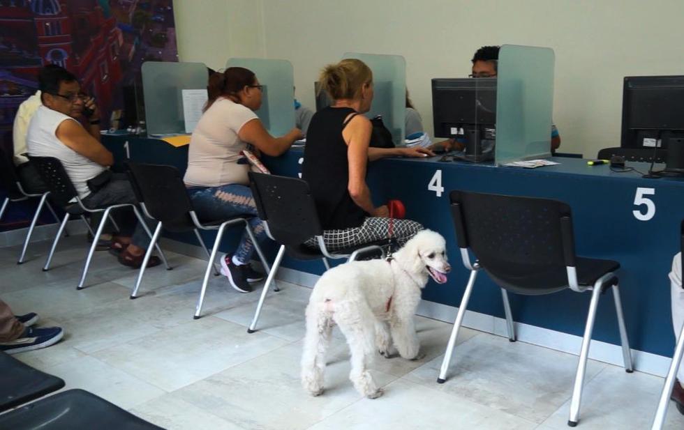 Vecinos podrán ingresar con sus mascotas a sedes municipales para realizar trámites (Foto: Difusión)