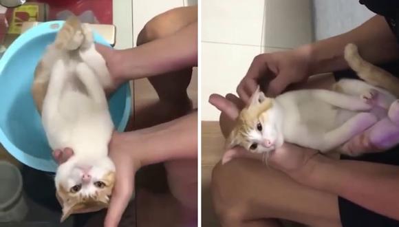 El video del gato ha acumulado miles de reproducciones en Facebook. (Foto: Vinh Quang Phạm | Facebook)